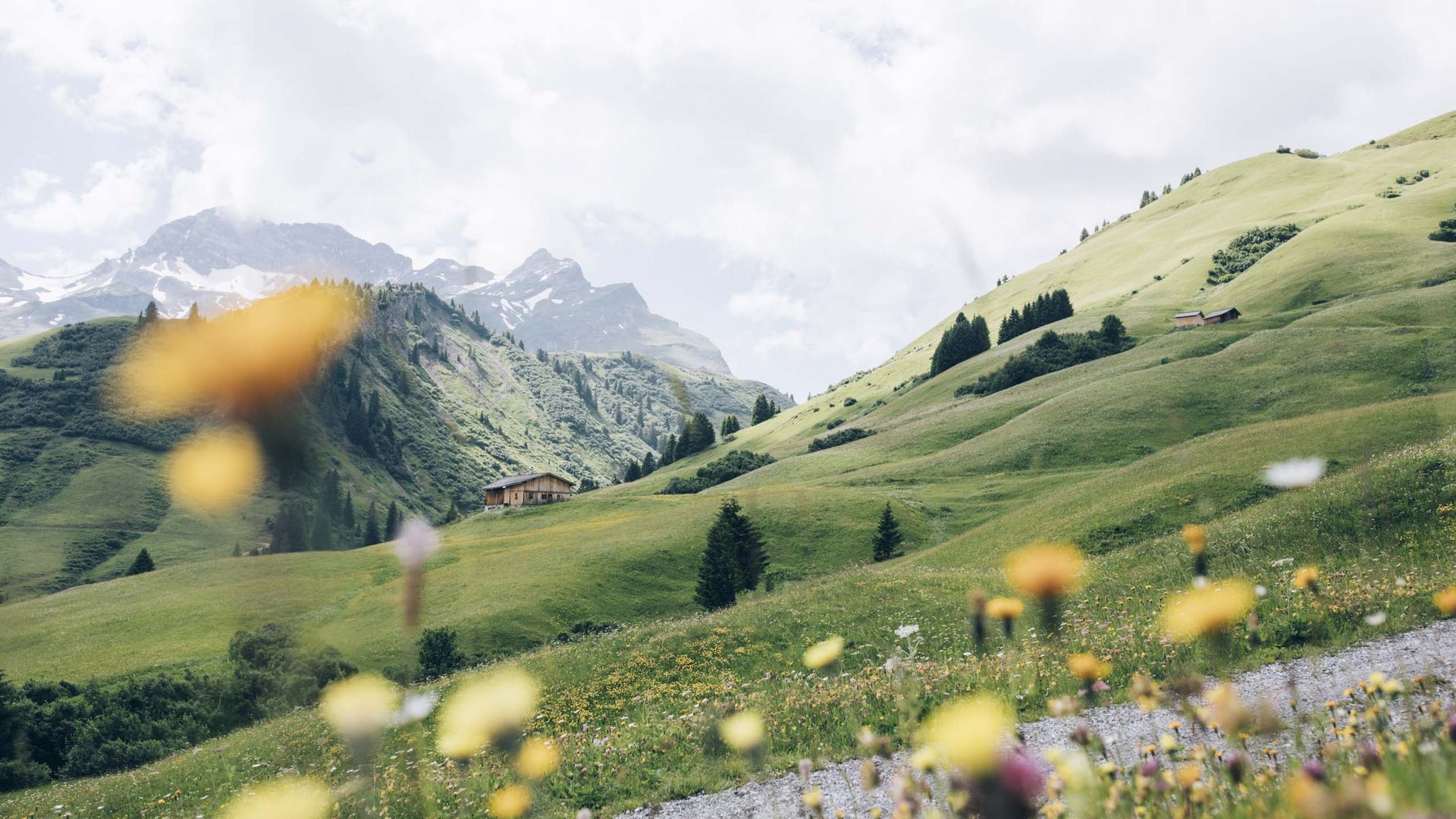 Grüne Alpenberge mit Blumenwiese und Holzhütte unter bewölktem Himmel